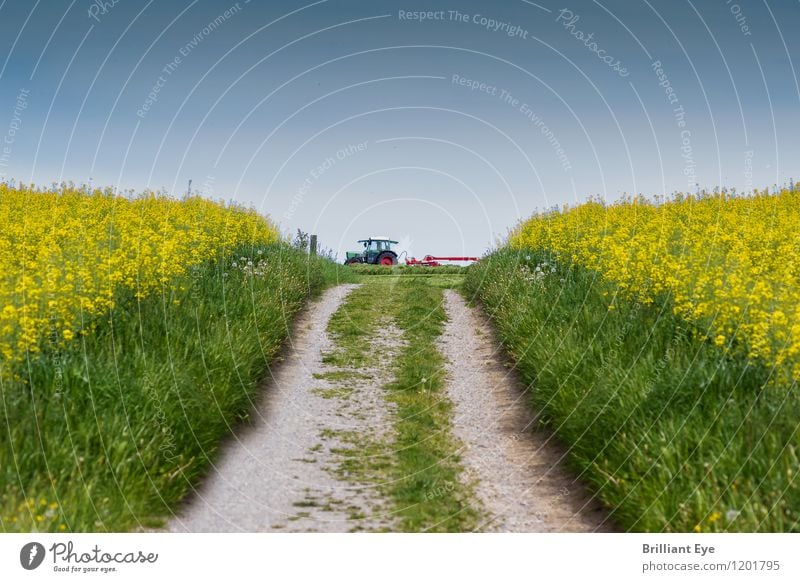 Footpath near rape fields Cooking oil Agriculture Forestry Machinery Energy industry Environment Nature Landscape Spring Beautiful weather Plant