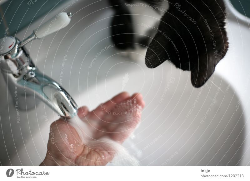 cat wash Lifestyle Joy Leisure and hobbies Playing Living or residing Bathroom Hand Tap Pet Cat Cat's ears 1 Animal Baby animal Jet of water Sink Vanity Water