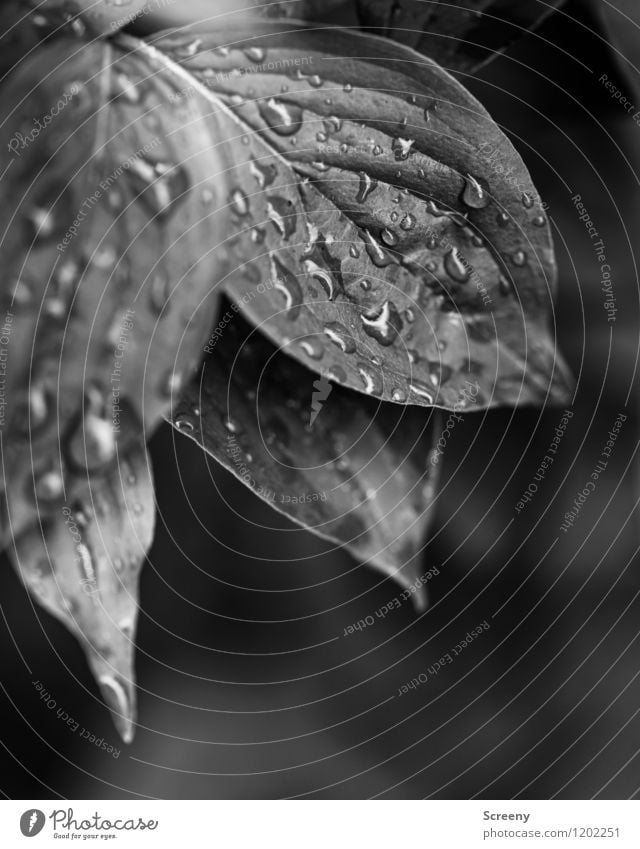 After the shower... | UT Cologne Nature Plant Water Drops of water Spring Summer Rain Leaf Park Glittering Small Wet Calm Purity Idyll Black & white photo