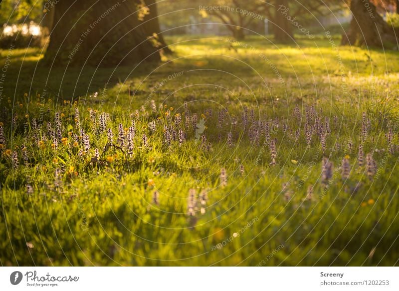 The last rays... | UT Cologne Nature Landscape Plant Sunrise Sunset Sunlight Spring Summer Beautiful weather Tree Flower Grass Bushes Park Meadow Blossoming