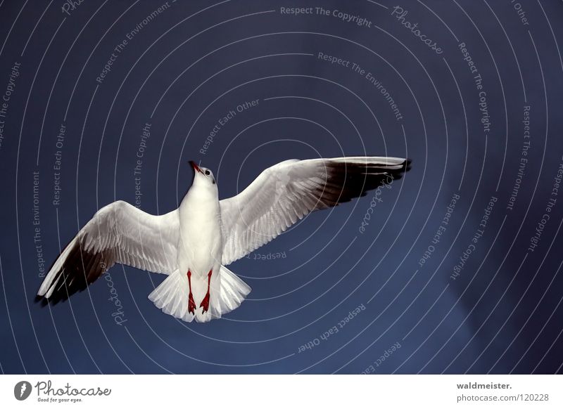 I'll wave goodbye to you Seagull Black-headed gull  Bird Wave Goodbye Grief Direction Ocean Beach Sky Aviation Flying Wing Feather Divide Sadness Indicate