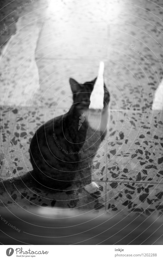 cat's life Living or residing Deserted Terrace Window Glass door Pane Pet Cat 1 Animal Crouch Looking Wait Reflection Black & white photo Interior shot