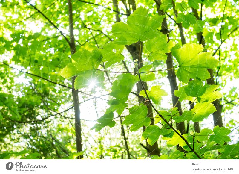 green Nature Sun Spring Summer Plant Tree Leaf Wild plant Leaf canopy Forest Green Bright Back-light Warmth Shadow Brilliant Colour photo Subdued colour