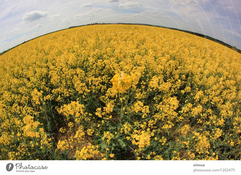rapeseed body Environment Nature Landscape Plant Earth Sky Clouds Horizon Sun Spring Beautiful weather Blossom Agricultural crop Oleiferous fruit Canola field