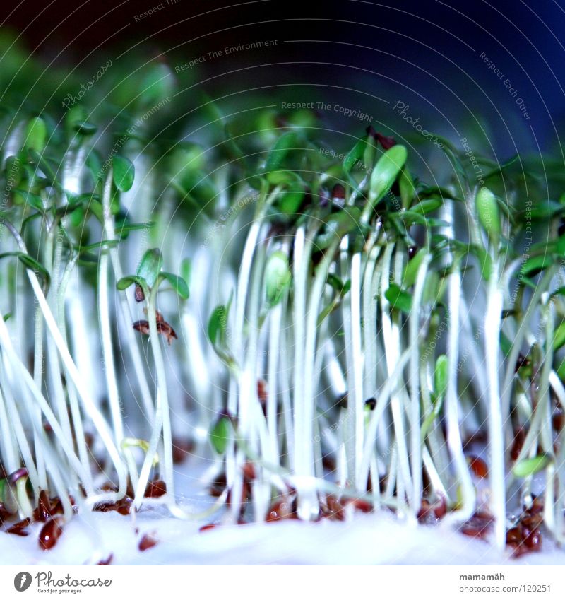 cress Cress Maturing time Growth Absorbent cotton Bitter Delicious Green Healthy Sowing Vegetable Seed Nutrition Stalk Depart Invent scatter