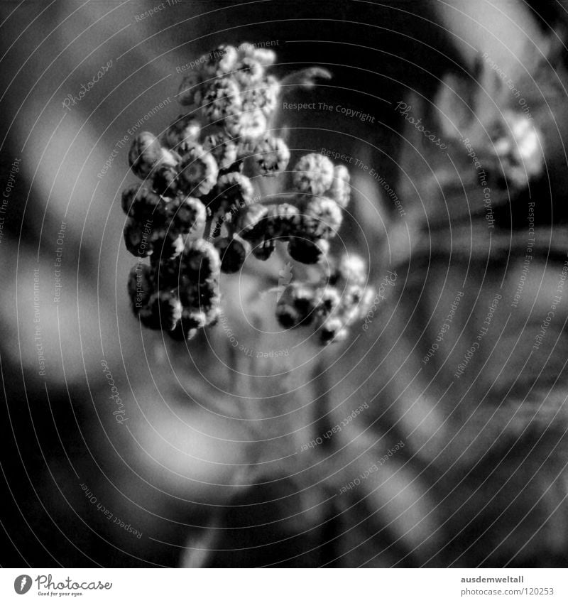 ::Cohesion:: Plant Round Multiple Analog Macro (Extreme close-up) Close-up Detail Black & white photo Many knobbel Scan