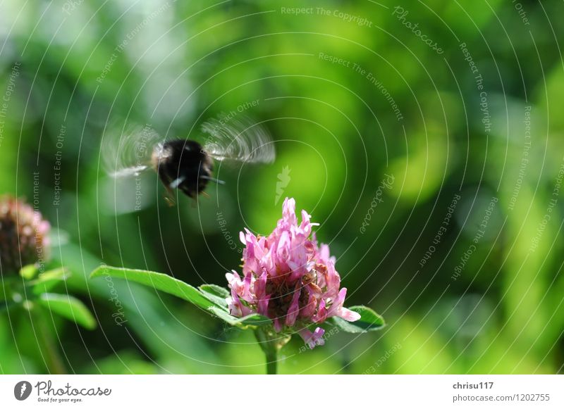 Summ, Summ Nature Landscape Sun Meadow Flower meadow Animal Wild animal 1 Discover Flying Freedom Environmental protection Bumble bee Clover Colour photo