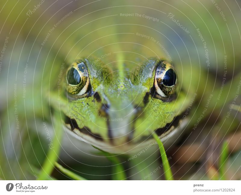 portrait Environment Nature Animal Spring Summer Beautiful weather Grass Meadow Wild animal Animal face 1 Green Looking Eyes Sit Frog Colour photo Exterior shot