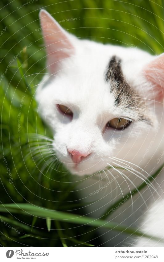 White cat with strand Garden Environment Nature Plant Grass Park Meadow Animal Pet Cat Animal face Pelt 1 Looking Esthetic Beautiful Safety Colour photo