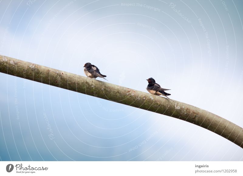 hold a meeting Environment Sky Animal Bird Wing Swallow 2 Rod Lamp post Metal Observe Crouch Looking Sit Wait Simple Free Above Blue Black White Contentment