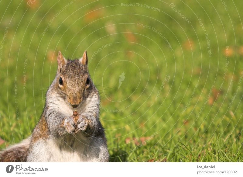 A-croissant Grass Animal Wild animal Squirrel 1 Sit Small Cute Obedient Break Feed Mammal Colour photo Exterior shot Looking into the camera Copy Space right