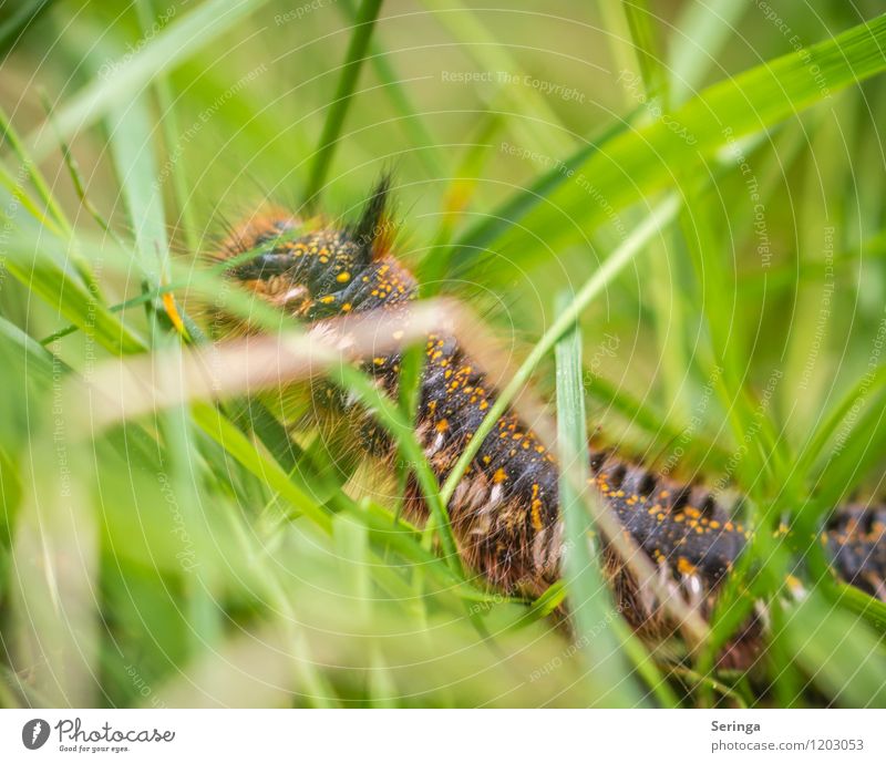absurdly Animal Butterfly Spider Worm Animal face 1 Esthetic Athletic Beautiful Caterpillar Colour photo Multicoloured Exterior shot Close-up Detail