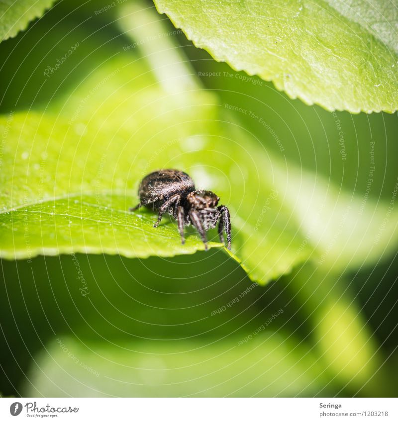 A spider which does not dare to jump Environment Nature Plant Animal Sun Sunlight Spring Summer Tree Flower Grass Bushes Foliage plant Garden Park Meadow Field