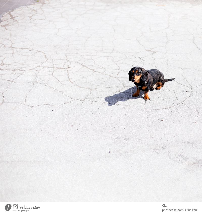square carlson Beautiful weather Animal Pet Dog Animal face Dachshund 1 Ground Sit Small Curiosity Cute Love of animals Colour photo Exterior shot Deserted