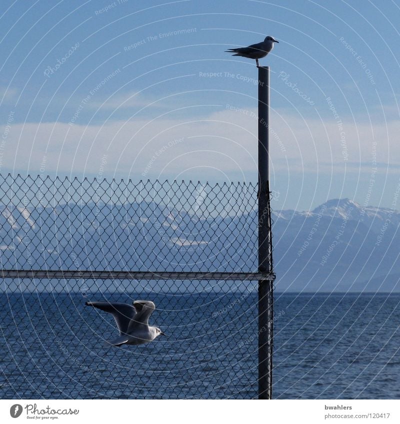 boundless Seagull Lake Fence Clouds Waves Bird Water Sky Lake Constance Blue Mountain Alps Flying Pole