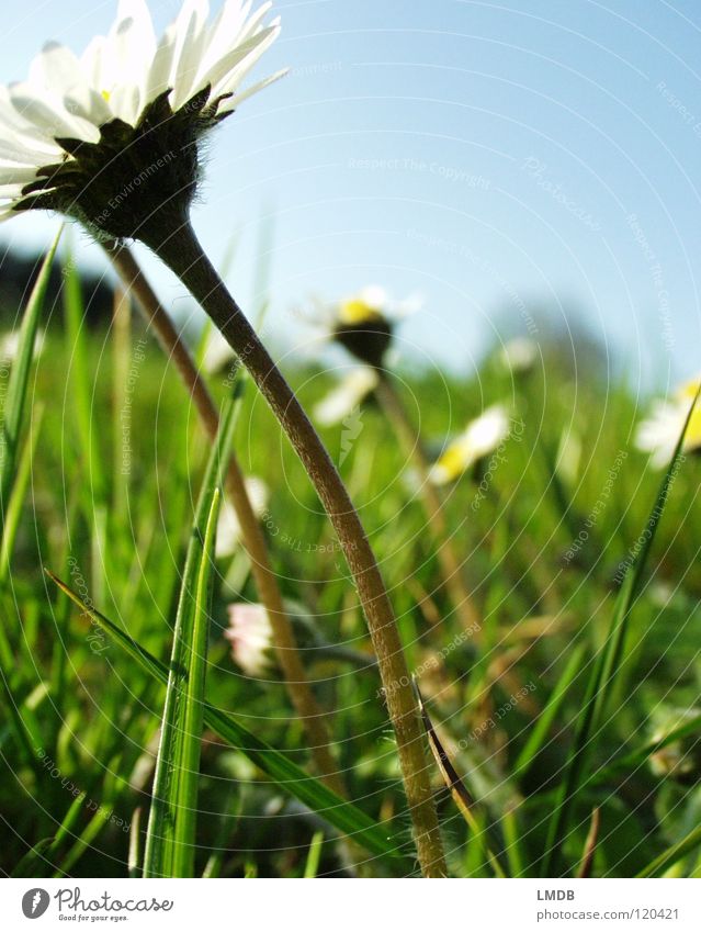 Towards the sun! Daisy White Yellow Spring Marguerite Daisy Family Flower Plant Blossom Grass Meadow Field Exterior shot Wake up Physics Happiness Blossoming