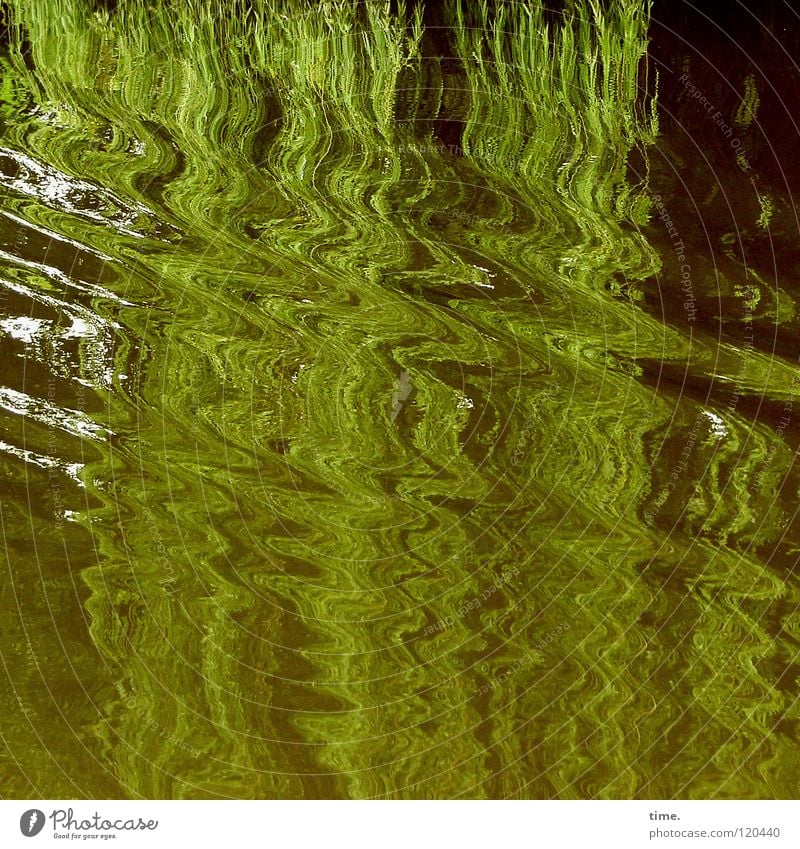 hydropower Waves Weeping willow Green Hang Glide Pattern Boating trip Tree Transience Water Movement Dynamics