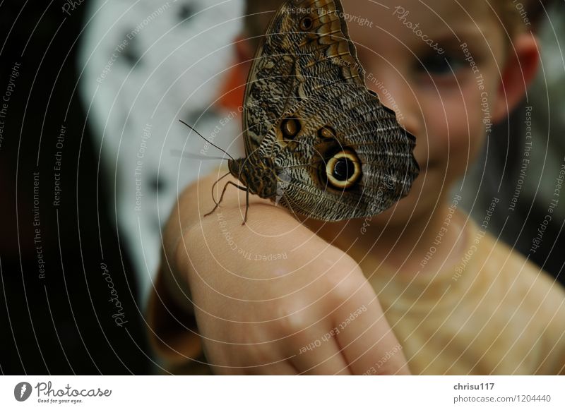 Giant butterflies to touch Nature Summer Beautiful weather Animal Wild animal Butterfly 1 Discover Study Looking Sit Exceptional Exotic Fantastic Glittering