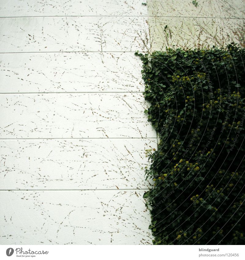 ePfui Ivy Tendril Plant Wall (barrier) Wall (building) Growth Painting (action, work) Remainder Going Square Graphic Concrete Wallpaper Leaf Gray White Gloomy