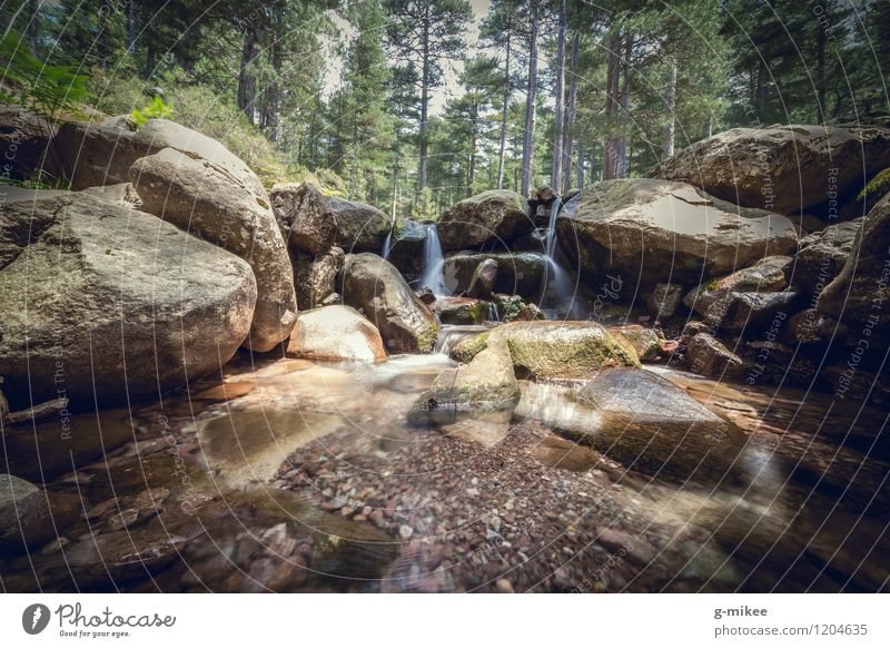 mountain stream Landscape Water Forest Mountain Brook Clean Calm gr20 Hiking Corsica Cold Still Life Flow Nature Colour photo Exterior shot Deserted Day