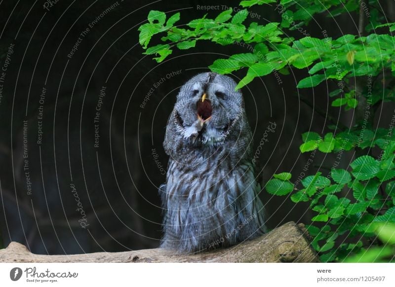 Good night owl Hunting Nature Plant Animal Grass Forest Wild animal Bird Owl birds 1 Stripe Scream Watchfulness Self Control Fatigue Environmental protection