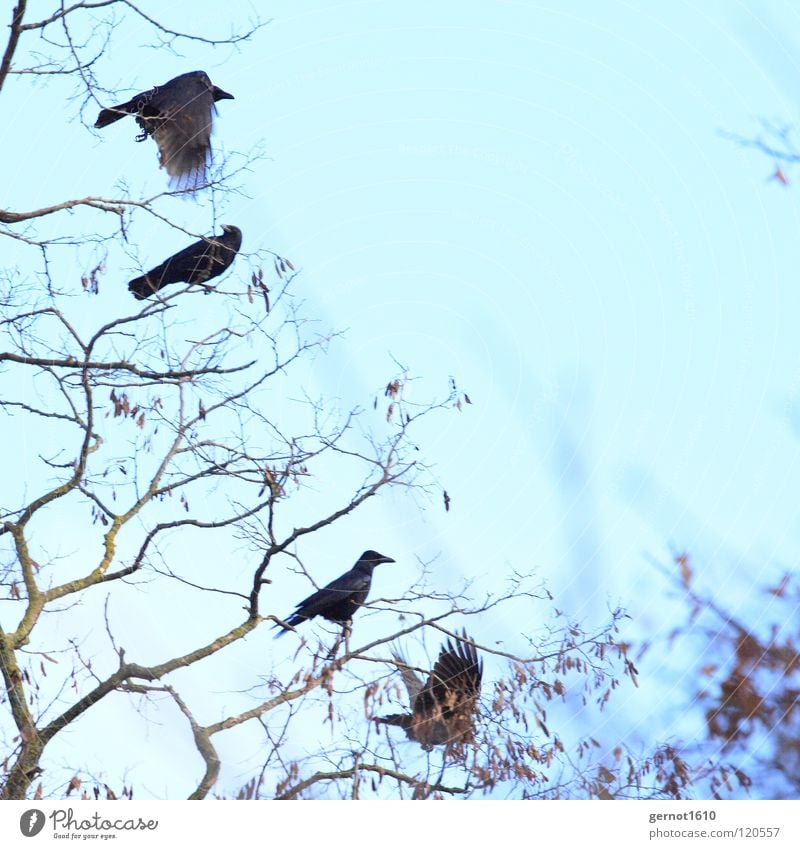 cursed Raven birds Crow Common Raven Carrion crow Black Tree Winter Cold Bird Branch Flying Escape Blue Sky