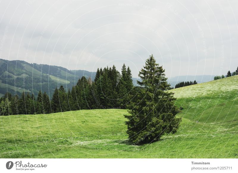 Somewhere in the Allgäu. Vacation & Travel Mountain Environment Nature Landscape Plant Sky Tree Forest Hill Looking Esthetic Natural Gray Green Emotions