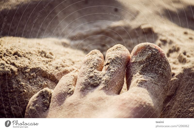 search picture Feet Esthetic Toes Toenail Sand Summer Fly Skin Small Size difference Mosquitos Colour photo Exterior shot Copy Space top Sunlight