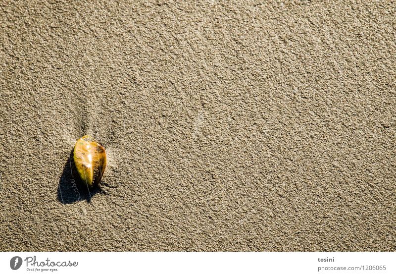minimalism Environment Nature Yellow Leaf Ground Sand Beach Minimalistic Loneliness Individual Shadow Separate Exceptional Wet Damp Sunlight Reflection