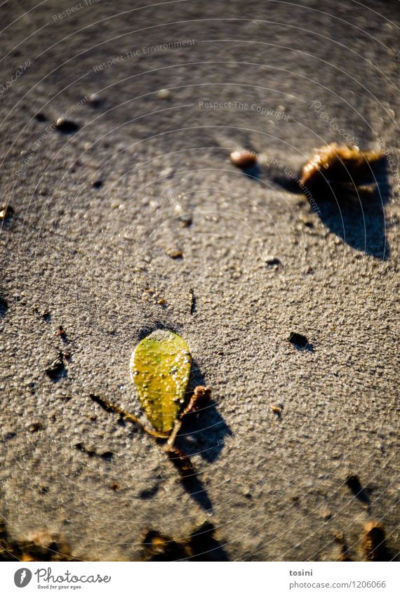 flat Environment Nature Sand Leaf Yellow Green Loneliness Separate Wet Damp Beach Colour photo Exterior shot Detail Copy Space top Day Evening Shadow Sunlight