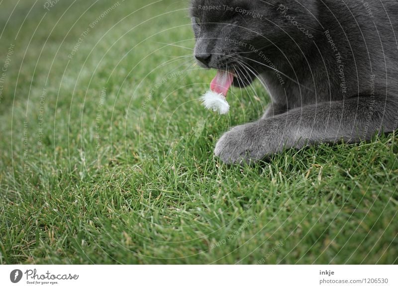 big dislike Grass Garden Meadow Pet Cat Animal face Cat's tongue Domestic cat 1 Feather Downy feather To feed Authentic Disgust Funny Emotions Voracious Spit