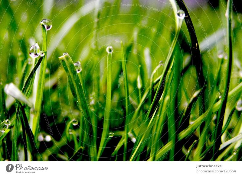 From the ant's point of view Grass Blade of grass Drops of water Under Morning Dew Juicy Green Grass green Lawnmower Peace Straw Straw Floor covering