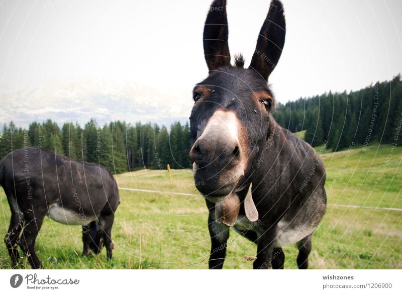 Donkey Portrait Vacation & Travel Trip Summer vacation Mountain Nature Landscape Animal Meadow Forest Hill Alps Animal face Pelt 2 Pair of animals Curiosity