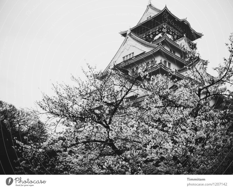 Osaka-jo Castle Vacation & Travel Environment Sky Spring Bad weather Tree Japan Osaka-jo castle Esthetic Gray Black Emotions Culture Sublime Architecture