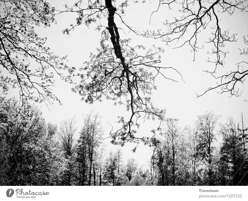 in the woods. Trip Environment Nature Plant Sky Forest Esthetic Simple Natural Gray Black Emotions Size Impressive Black & white photo Exterior shot Deserted