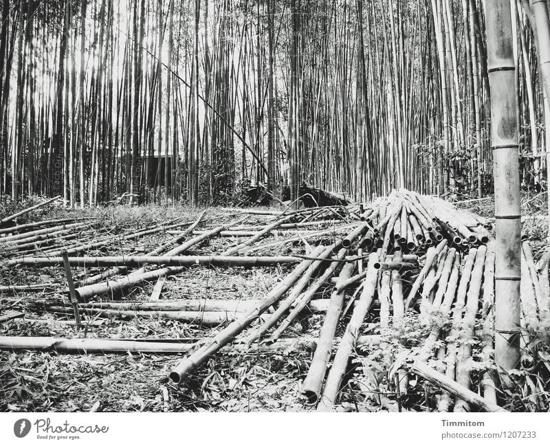 Harvest 2010. Agriculture Forestry Environment Nature Plant Bamboo stick Japan Lie Growth Esthetic Natural Gray Black Storage Black & white photo Exterior shot
