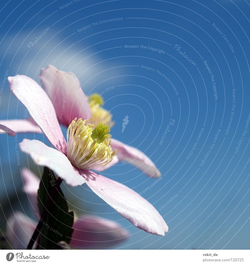 A schee flower melange Flower Blossom Fence Pink Delicate Clouds Tendril Joy Summer Sky Blue Bud