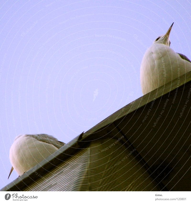 coalition talks Seagull Lantern Lamp Beak Aim Frustration Bird Concentrate Communicate Sit Looking locate