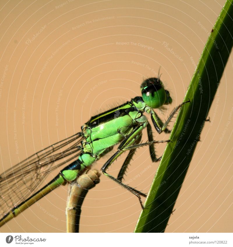 small dragonfly IV Animal Animal face Wing 1 Observe To hold on Looking Wait Thin Green Small dragonfly Dragonfly Bright green Compound eye Eyes Legs