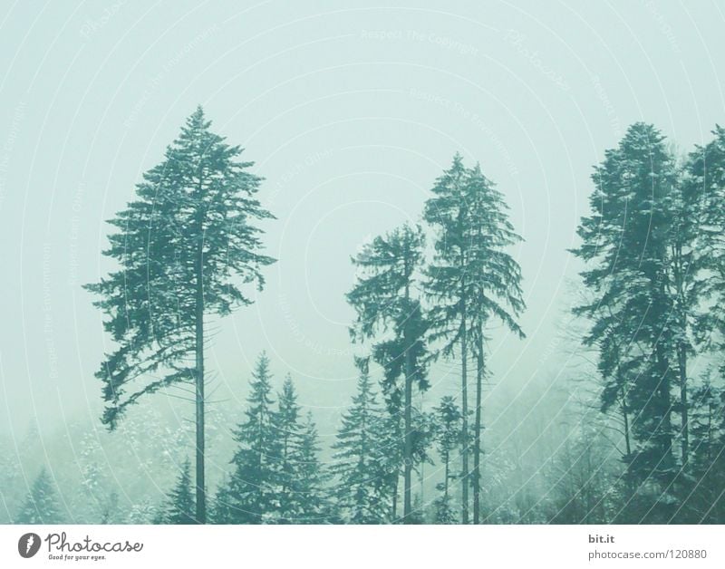 LOTHAR VETERANS Fir tree Tree Forest Winter Cold Fog Black Forest Treetop Fir branch Alpine White Background picture Horizon Loneliness Clean Fresh Light