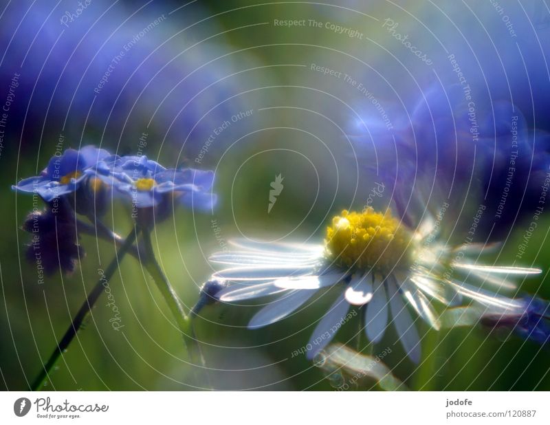 ~Forget about my nothin'. Spring Jump Daisy Forget-me-not Flower Meadow Grass Green Yellow White Blur Background picture Foreground Superimposed Sweet Good mood