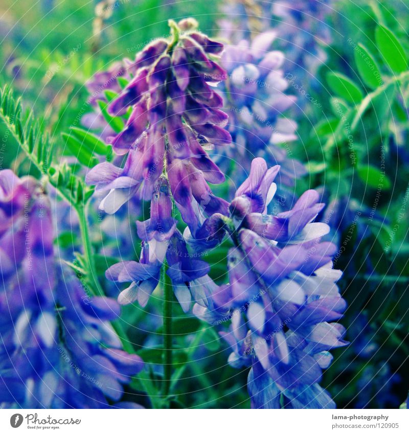 Unknown splendour Flower Plant Meadow Flower meadow Spring Summer Blossom Growth Flourish Sprout Lavender Lupin Violet Green Blossom leave Watercolors