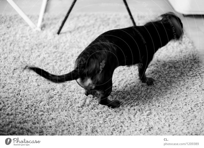 wobbly dachshund Living or residing Flat (apartment) Room Animal Pet Dog Dachshund 1 Carpet Movement Funny Black & white photo Interior shot Deserted Day
