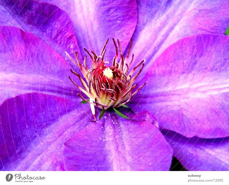 purple Blossom Flower Nature Violet Blossom leave Salutation bloom garden lilac Macro (Extreme close-up) sun Beautiful weather sunny postcard greeting card