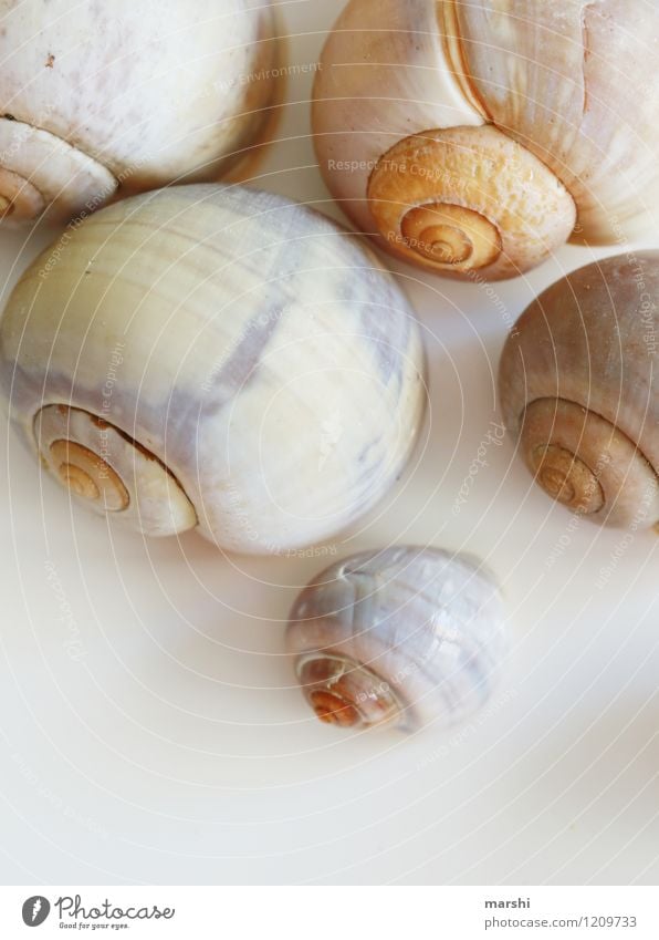 snail shells Nature Animal Snail Group of animals Animal family Brown Snail shell Decoration Colour photo Subdued colour Interior shot Studio shot Detail