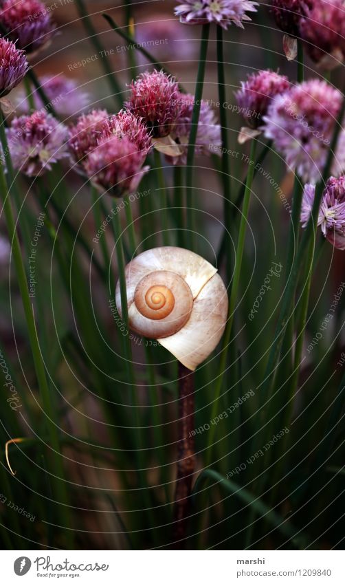 Garden impression VI Nature Plant Animal Spring Summer Bushes Park Snail Moody Snail shell Garden Bed (Horticulture) Chives Blossom Colour photo Exterior shot
