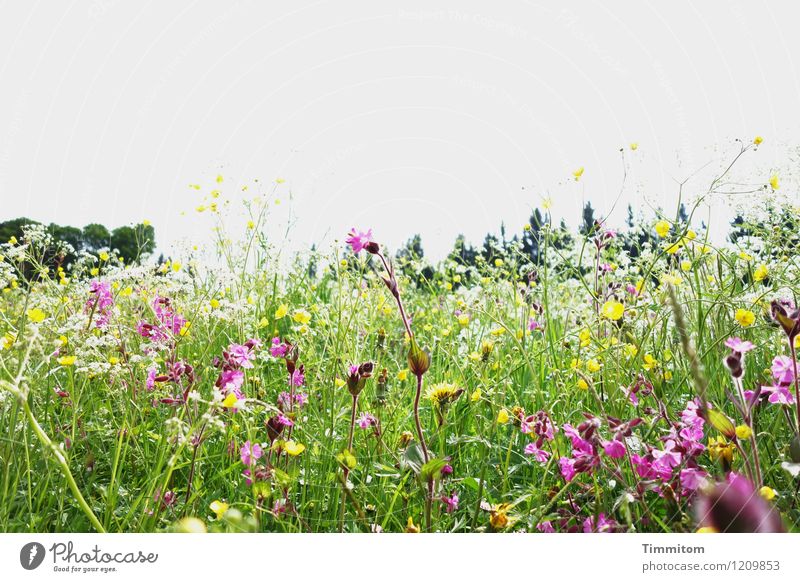 Somewhere in the Allgäu (5). Vacation & Travel Environment Nature Landscape Plant Beautiful weather Blossom Meadow Esthetic Natural Yellow Green Violet Emotions