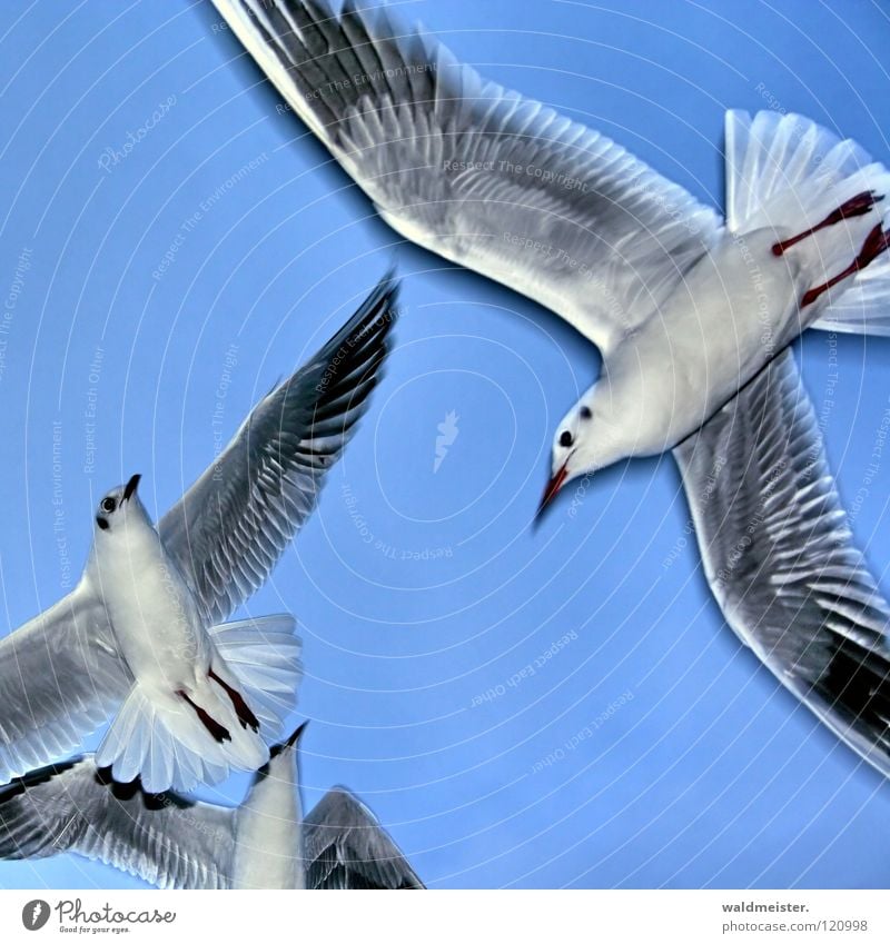gulls Seagull Black-headed gull  Bird Ocean Beach Sky Aviation Flying Wing Feather