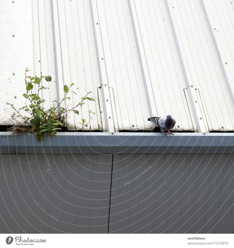 Pigeons have no rights Spring Summer Plant Moss Weed Garden Town Outskirts House (Residential Structure) Hut Industrial plant Factory Building Roof Eaves