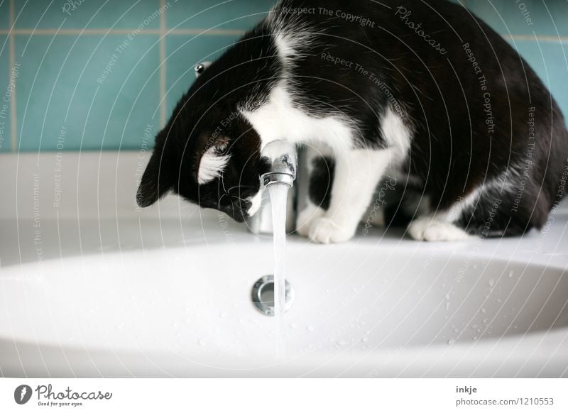 Cat life - first take a closer look Lifestyle Living or residing Bathroom Deserted Vanity Sink Pet 1 Animal Baby animal Jet of water Tap Water Observe Crouch